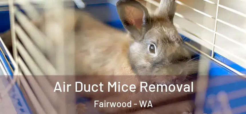 Air Duct Mice Removal Fairwood - WA